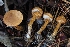  ( - HAY-F-008004)  @11 [ ] by-nc (2023) Warren Cardimona Fungal Diversity Survey