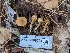 ( - HAY-F-008004)  @11 [ ] by-nc (2023) Warren Cardimona Fungal Diversity Survey