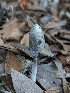  (Coprinopsis sp. CA04 - HAY-F-008026)  @11 [ ] by-nc (2023) Warren Cardimona Fungal Diversity Survey