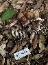  ( - FDS-CA-00003)  @11 [ ] by-nc (2023) Dean Lyons Fungal Diversity Survey