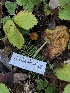  ( - FDS-CA-00006)  @11 [ ] by-nc (2023) Dean Lyons Fungal Diversity Survey