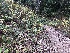  ( - FDS-CA-00006)  @11 [ ] by-nc (2023) Dean Lyons Fungal Diversity Survey