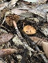  ( - FDS-CA-00014)  @11 [ ] by-nc (2023) Dean Lyons Fungal Diversity Survey