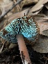  ( - FDS-CA-00014)  @11 [ ] by-nc (2023) Dean Lyons Fungal Diversity Survey