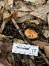  ( - FDS-CA-00014)  @11 [ ] by-nc (2023) Dean Lyons Fungal Diversity Survey