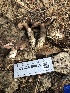  ( - FDS-CA-00015)  @11 [ ] by-nc (2023) Dean Lyons Fungal Diversity Survey