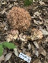  ( - FDS-CA-00017)  @11 [ ] by-nc (2023) Dean Lyons Fungal Diversity Survey