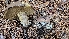  (Suillus brunnescens - FDS-CA-00411)  @11 [ ] by-nc (2023) Thea Chesney Fungal Diversity Survey