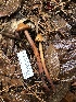  (Phaeocollybia sp. CA01 - FDS-CA-00024)  @11 [ ] by-nc (2023) Dean Lyons Fungal Diversity Survey