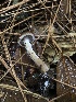  ( - FDS-CA-00026)  @11 [ ] by-nc (2023) Dean Lyons Fungal Diversity Survey