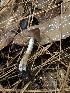  ( - FDS-CA-00026)  @11 [ ] by-nc (2023) Dean Lyons Fungal Diversity Survey