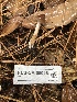  ( - FDS-CA-00026)  @11 [ ] by-nc (2023) Dean Lyons Fungal Diversity Survey