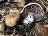  (Thaxterogaster pacificus - FDS-CA-00028)  @11 [ ] by-nc (2023) Dean Lyons Fungal Diversity Survey