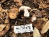  ( - FDS-CA-00028)  @11 [ ] by-nc (2023) Dean Lyons Fungal Diversity Survey