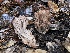  (Ramaria spinulosa - FDS-CA-00030)  @11 [ ] by-nc (2023) Dean Lyons Fungal Diversity Survey