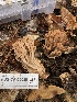  ( - FDS-CA-00030)  @11 [ ] by-nc (2023) Dean Lyons Fungal Diversity Survey