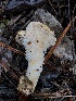  ( - FDS-CA-00032)  @11 [ ] by-nc (2023) Dean Lyons Fungal Diversity Survey