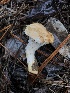  ( - FDS-CA-00032)  @11 [ ] by-nc (2023) Dean Lyons Fungal Diversity Survey