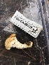  ( - FDS-CA-00032)  @11 [ ] by-nc (2023) Dean Lyons Fungal Diversity Survey