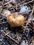  ( - FDS-CA-00023)  @11 [ ] by-nc (2023) Dean Lyons Fungal Diversity Survey