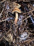  ( - FDS-CA-00023)  @11 [ ] by-nc (2023) Dean Lyons Fungal Diversity Survey