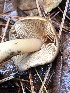  ( - FDS-CA-00023)  @11 [ ] by-nc (2023) Dean Lyons Fungal Diversity Survey