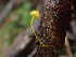  ( - FDS-CA-00008)  @11 [ ] by-nc (2023) Dean Lyons Fungal Diversity Survey