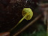  ( - FDS-CA-00008)  @11 [ ] by-nc (2023) Dean Lyons Fungal Diversity Survey