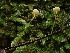  ( - FDS-CA-00008)  @11 [ ] by-nc (2023) Dean Lyons Fungal Diversity Survey