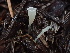  ( - FDS-CA-00010)  @11 [ ] by-nc (2023) Dean Lyons Fungal Diversity Survey