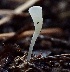 ( - FDS-CA-00010)  @11 [ ] by-nc (2023) Dean Lyons Fungal Diversity Survey