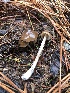  ( - FDS-CA-00033)  @11 [ ] by-nc (2023) Dean Lyons Fungal Diversity Survey