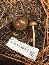  ( - FDS-CA-00033)  @11 [ ] by-nc (2023) Dean Lyons Fungal Diversity Survey