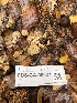  ( - FDS-CA-00037)  @11 [ ] by-nc (2023) Dean Lyons Fungal Diversity Survey