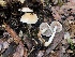  ( - FDS-CA-00042)  @11 [ ] by-nc (2023) Dean Lyons Fungal Diversity Survey