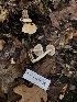  ( - FDS-CA-00042)  @11 [ ] by-nc (2023) Dean Lyons Fungal Diversity Survey