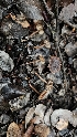  ( - FDS-CA-00405)  @11 [ ] by-nc (2023) Thea Chesney Fungal Diversity Survey