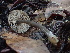  (Entoloma - FDS-CA-00045)  @11 [ ] by-nc (2023) Dean Lyons Fungal Diversity Survey