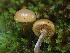  (Galerina - FDS-CA-00044)  @11 [ ] by-nc (2023) Dean Lyons Fungal Diversity Survey
