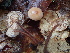  ( - FDS-CA-00037)  @11 [ ] by-nc (2023) Dean Lyons Fungal Diversity Survey