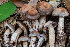  ( - FDS-CA-00003)  @11 [ ] by-nc (2023) Dean Lyons Fungal Diversity Survey