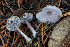  ( - FDS-CA-00004)  @11 [ ] by-nc (2023) Dean Lyons Fungal Diversity Survey