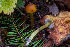  ( - FDS-CA-00006)  @11 [ ] by-nc (2023) Dean Lyons Fungal Diversity Survey