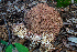 ( - FDS-CA-00017)  @11 [ ] by-nc (2023) Dean Lyons Fungal Diversity Survey