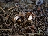  ( - HAY-F-007981)  @11 [ ] by-nc (2023) Sadie Hickey Fungal Diversity Survey