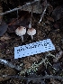  ( - HAY-F-007973)  @11 [ ] by-nc (2023) Sadie Hickey Fungal Diversity Survey