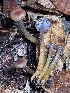  ( - FDS-CA-00506)  @11 [ ] by-nc (2023) Damon Tighe Fungal Diversity Survey