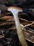  ( - FDS-CA-00506)  @11 [ ] by-nc (2023) Damon Tighe Fungal Diversity Survey