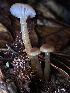  ( - FDS-CA-00506)  @11 [ ] by-nc (2023) Damon Tighe Fungal Diversity Survey