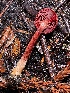  (Cortinarius neosanguineus - FDS-CA-00513)  @11 [ ] by-nc (2023) Damon Tighe Fungal Diversity Survey